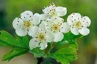 Monogyna Flower seeds for Planting - Cottage Garden Essential, Heirloom & GMO Free Seeds for Home Garden
 
 Sale seeds for planting in home garden