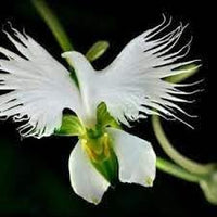 Egret Dove Orchid Flower seeds for Planting - Sun Loving, Heirloom & GMO Free Seeds for Home Garden
 
 Sale for planting in home garden
