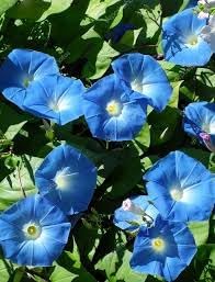 Giant Moon Flower seeds for Planting - Shade Tolerant, Heirloom & GMO Free Seeds for Home Garden
 
 Sale seeds for home garden