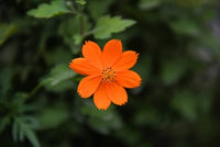 Cosmos Cosmic Orange Flower Seeds for Vibrant Orange Blooms in the Garden