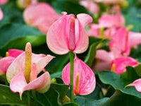 Dark Pink Anthurium Flower Seeds for Planting Seasonal Bloomer Heirloom & GMO Free Seeds for Home Garden
 
 Sale