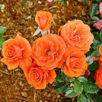 Dark Red Orange Rose Flower Seeds for Planting Heirloom NONGMO Seeds Easy to Grow Blooms Pollinator Friendly 
 
 Sale