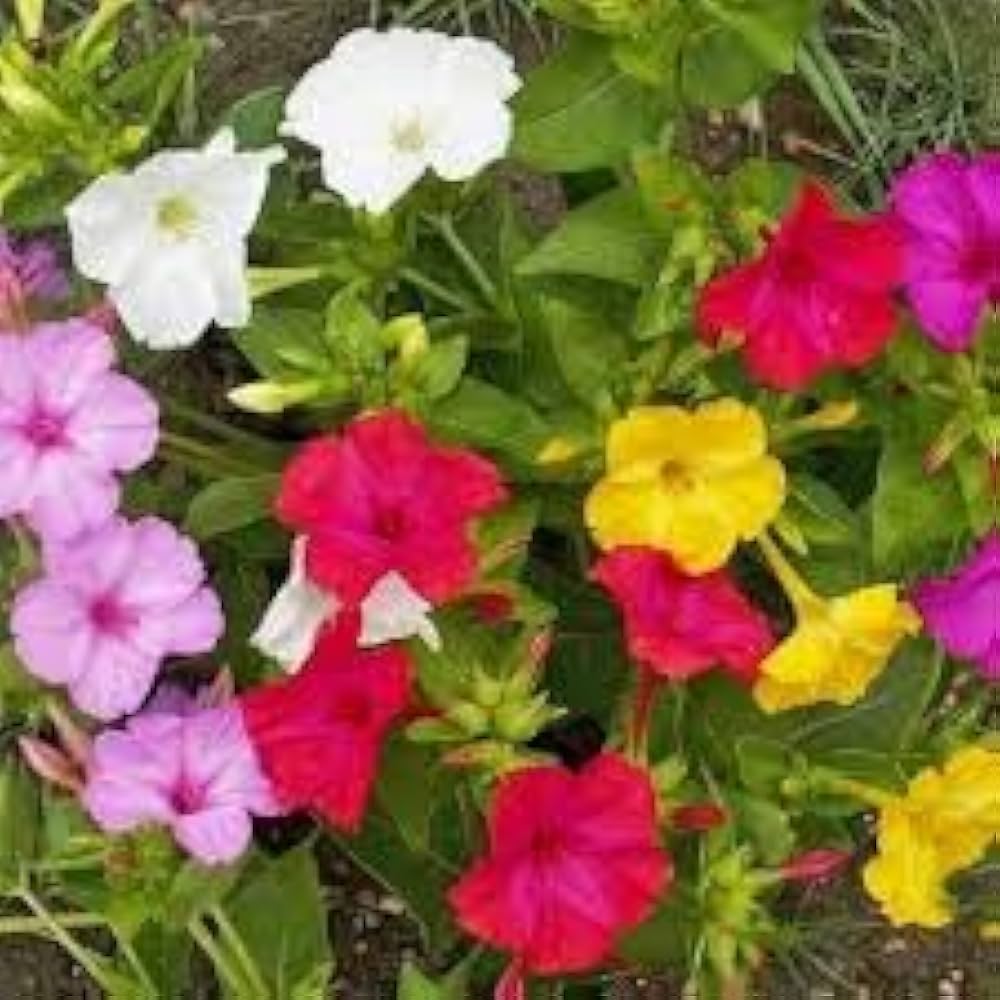 Mirabilis Jalapa Flower Seeds, Complete Planting Guide