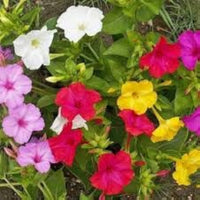 Mirabilis Jalapa Flower Seeds, Complete Planting Guide