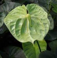 Light (Light Green) seeds for planting in home garden