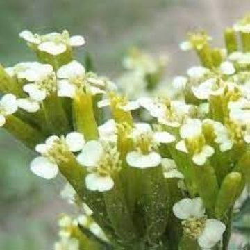 Huacatay Flower seeds for Planting - Compact Growth, Heirloom & GMO Free Seeds for Home Garden
 
 Sale seeds for home garden