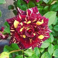 Maroon Yellow Rose Flower seeds for Planting Sun Loving Heirloom & GMO Free Seeds for Home Garden