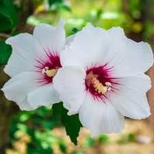 Syriacus Flower seeds for Planting - Pollinator Friendly, Heirloom & GMO Free Seeds for Home Garden
 
 Sale seeds for planting in home garden