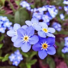 Myosotis Flower seeds for Planting Seasonal Bloomer Heirloom & GMO Free Seeds for Home Garden 
 
 Sale for planting in home garden