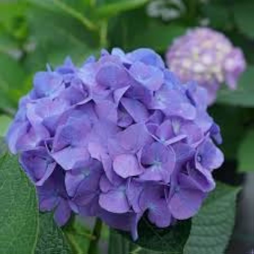 Purple & Dark Blue Hydrangea Flower seeds for Planting - Shade Tolerant, Heirloom & GMO Free Seeds for Home Garden
