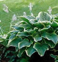 Hosta Flower seeds for Planting Colorful Display Heirloom & GMO Free Seeds for Home Garden 
 
 Sale for planting in home garden