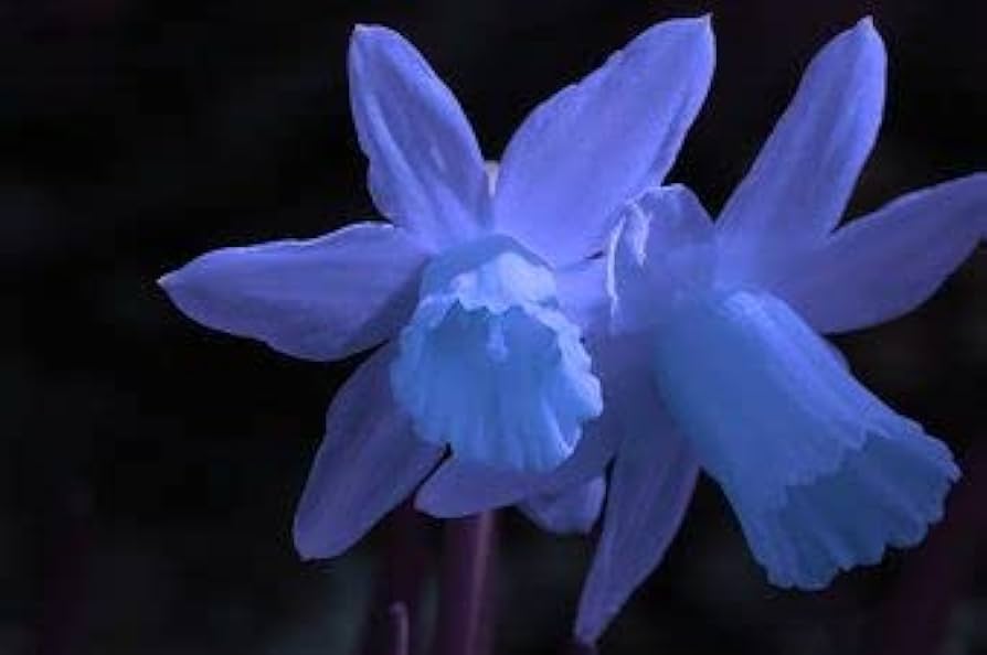 Blue Narcissus Flower Seeds for Planting Compact Growth Heirloom & GMO Free Seeds for Home Garden
 
 Sale