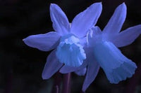 Blue Narcissus Flower Seeds for Planting Compact Growth Heirloom & GMO Free Seeds for Home Garden
 
 Sale