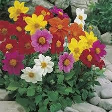 Mixed Multi-Color Dahlia Flower seeds for Planting - Low Maintenance, Heirloom & GMO Free Seeds for Home Garden
 
 Sale seeds for home garden