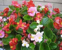 Begonia Semperflorens Flower seeds for Planting Garden Favorite Heirloom & GMO Free Seeds for Home Garden 
 
 Sale