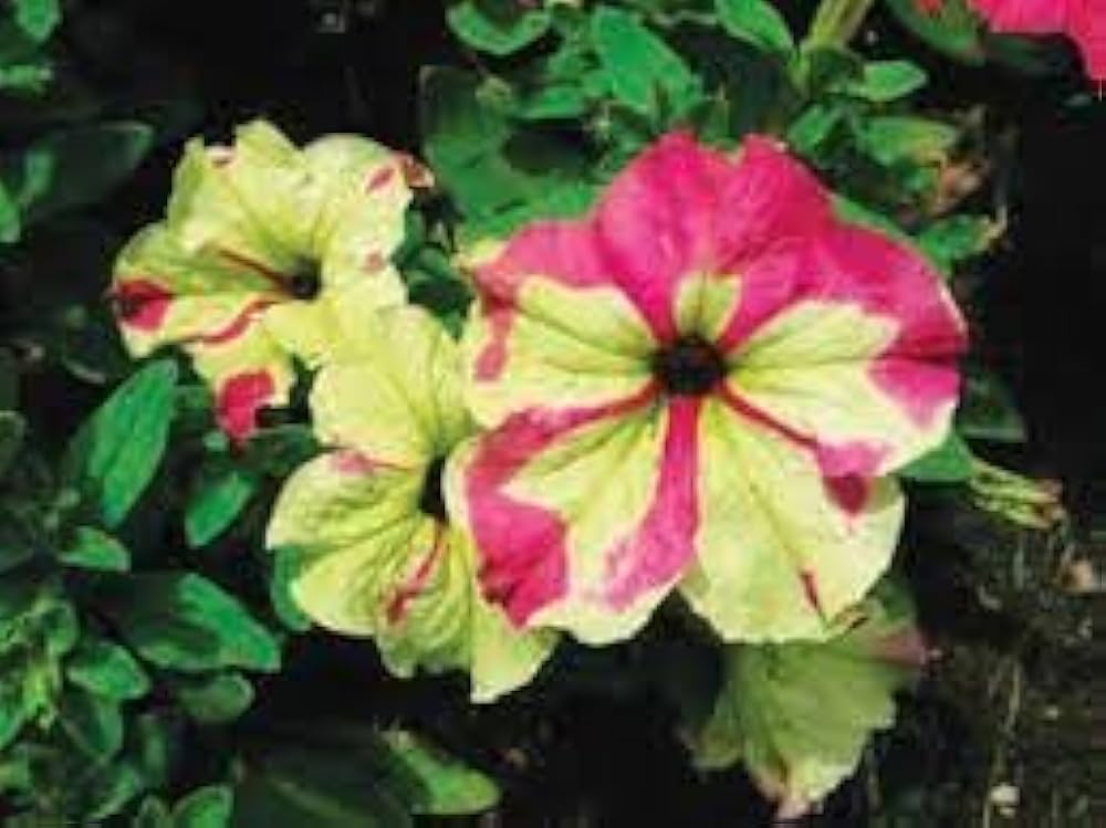 Pink Yellow Petunia Flower Seeds for Planting Heirloom NONGMO Vibrant Garden Blooms Easy Grow Premium Quality 
 
 Sale