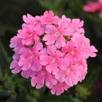 Baby Pink Verbena Flower seeds for Planting - Garden Favorite, Heirloom & GMO Free Seeds for Home Garden
 
 Sale for planting in home garden
