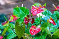 Multi Color Anthurium Flower Seeds for Planting Seasonal Bloomer Heirloom & GMO Free Seeds for Home Garden
 
 Sale