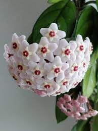 Hoya Kerrii Flower seeds for Planting Drought Tolerant Heirloom & GMO Free Seeds for Home Garden 
 
 Sale for planting in home garden