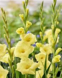 Cream Gladiolus Flower Seeds for Planting Fragrant Blossoms Heirloom & GMO Free Seeds for Home Garden
 
 Sale