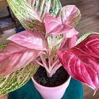 Pink Aglaonema Flower seeds for Planting - Easy to Grow, Heirloom & GMO Free Seeds for Home Garden
 
 Sale seeds for home garden