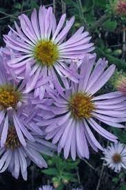 Climbing Aster Flower seeds for Planting Sun Loving Heirloom & GMO Free Seeds for Home Garden 
 
 Sale for planting in home garden