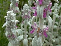 Lamb's Ear Flower seeds for Planting - Compact Growth, Heirloom & GMO Free Seeds for Home Garden
 
 Sale seeds for planting in home garden