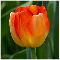 Tulip Flower seeds for Planting Drought Tolerant Heirloom & GMO Free Seeds for Home Garden