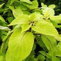 Green (Green Yellow) seeds for planting in home garden