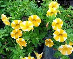 Yellow Double Petunia Flower Seeds for Planting Heirloom NONGMO Beautiful Garden Blooms Premium Quality 
 
 Sale