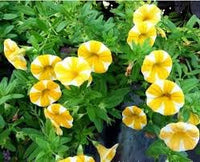 Yellow Double Petunia Flower Seeds for Planting Heirloom NONGMO Beautiful Garden Blooms Premium Quality 
 
 Sale