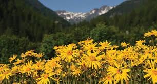Heirloom Arnica Montana Flower seeds for Planting Seasonal Bloomer Heirloom & GMO Free Seeds for Home Garden 
 
 Sale for planting in home garden