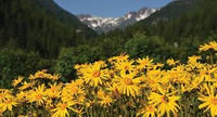 Heirloom Arnica Montana Flower seeds for Planting Seasonal Bloomer Heirloom & GMO Free Seeds for Home Garden 
 
 Sale for planting in home garden