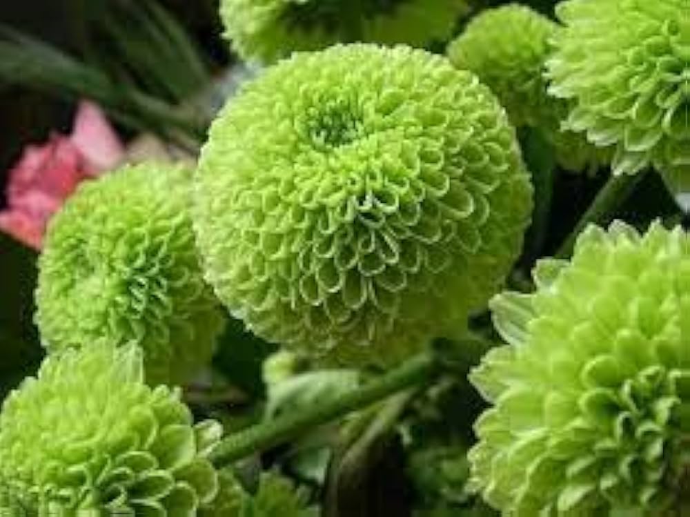 Green Chrysanthemum Flower seeds for Planting Hardy Variety Heirloom & GMO Free Seeds for Home Garden
 
 Sale
