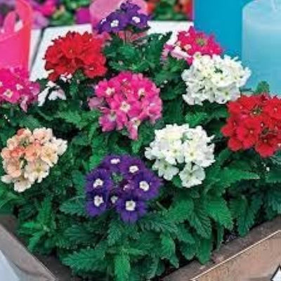 100 Pcs