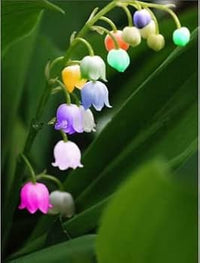 Bell Orchid Mix Seeds for Planting - Vibrant Flower Mix