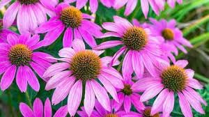 ConeFlower seeds for Planting Seasonal Bloomer Heirloom & GMO Free Seeds for Home Garden 
 
 Sale for planting in home garden