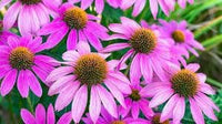 ConeFlower seeds for Planting Seasonal Bloomer Heirloom & GMO Free Seeds for Home Garden 
 
 Sale for planting in home garden