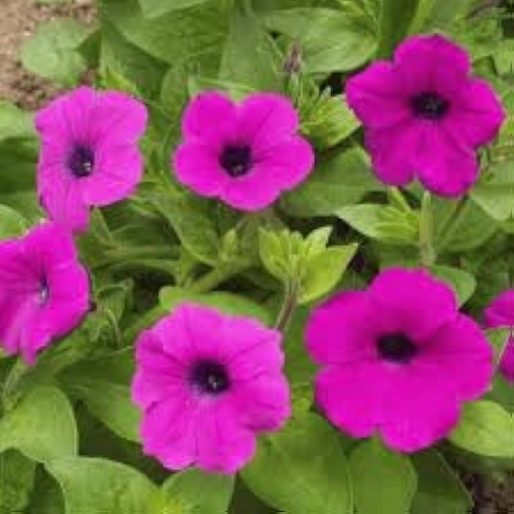 Mixed Petunia Seeds for Rare Color Petunia Flower Blooms