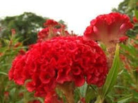 Heirloom Rooster Flower seeds for Planting Colorful Display Heirloom & GMO Free Seeds for Home Garden 
 
 Sale for planting in home garden