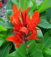 Tall Canna Lily Flower seeds for Planting - Sun Loving, Heirloom & GMO Free Seeds for Home Garden
 
 Sale seeds for home garden