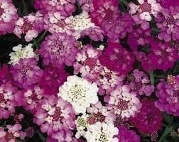 Candytuft Flower seeds for Planting - Wildflower Mix, Heirloom & GMO Free Seeds for Home Garden
Sale seeds for planting in home garden
