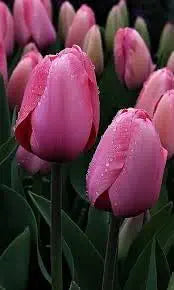 Pink White Tulip Flower Seeds for Planting – Bright Blooms Heirloom & NonGMO Seeds for Home Garden
 
 Sale
