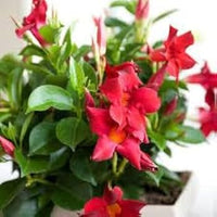 Dipladenia Flower seeds for Planting - Pollinator Friendly, Heirloom & GMO Free Seeds for Home Garden