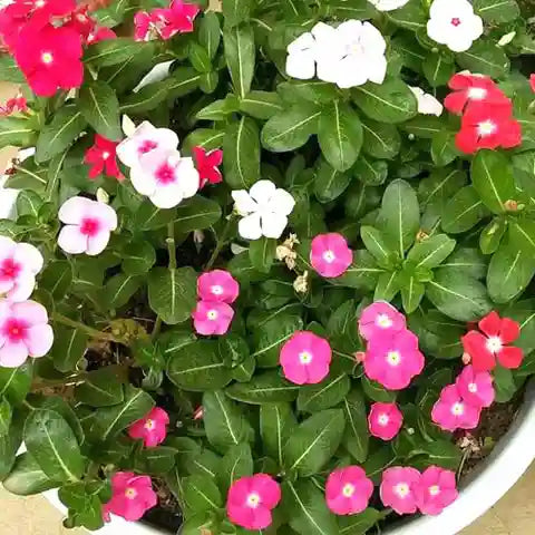 Mixed Madagascar Flower seeds for Planting - Pollinator Friendly, Heirloom & GMO Free Seeds for Home Garden