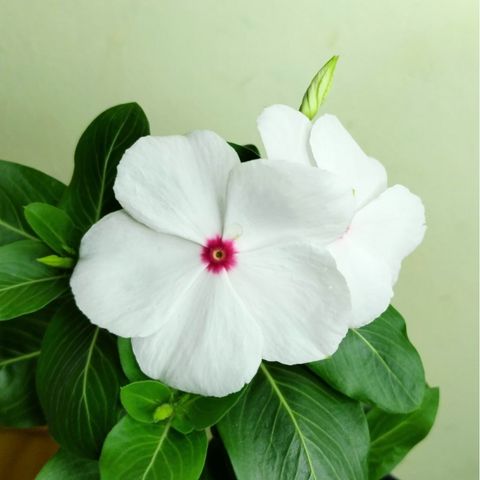 White Catharanthus Flower seeds for Planting - Wildflower Mix, Heirloom & GMO Free Seeds for Home Garden