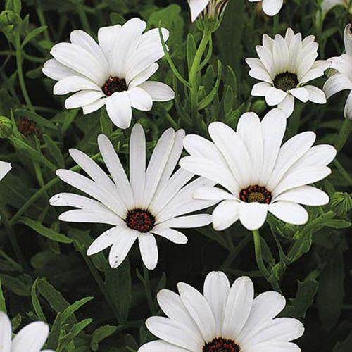 White Osteospermum Flower Seeds for Easy Planting