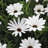 White Osteospermum Flower Seeds for Easy Planting