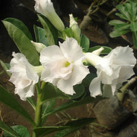 White Adenium Obesum Seeds Flower seeds for Planting Garden Favorite Heirloom & GMO Free Seeds for Home Garden