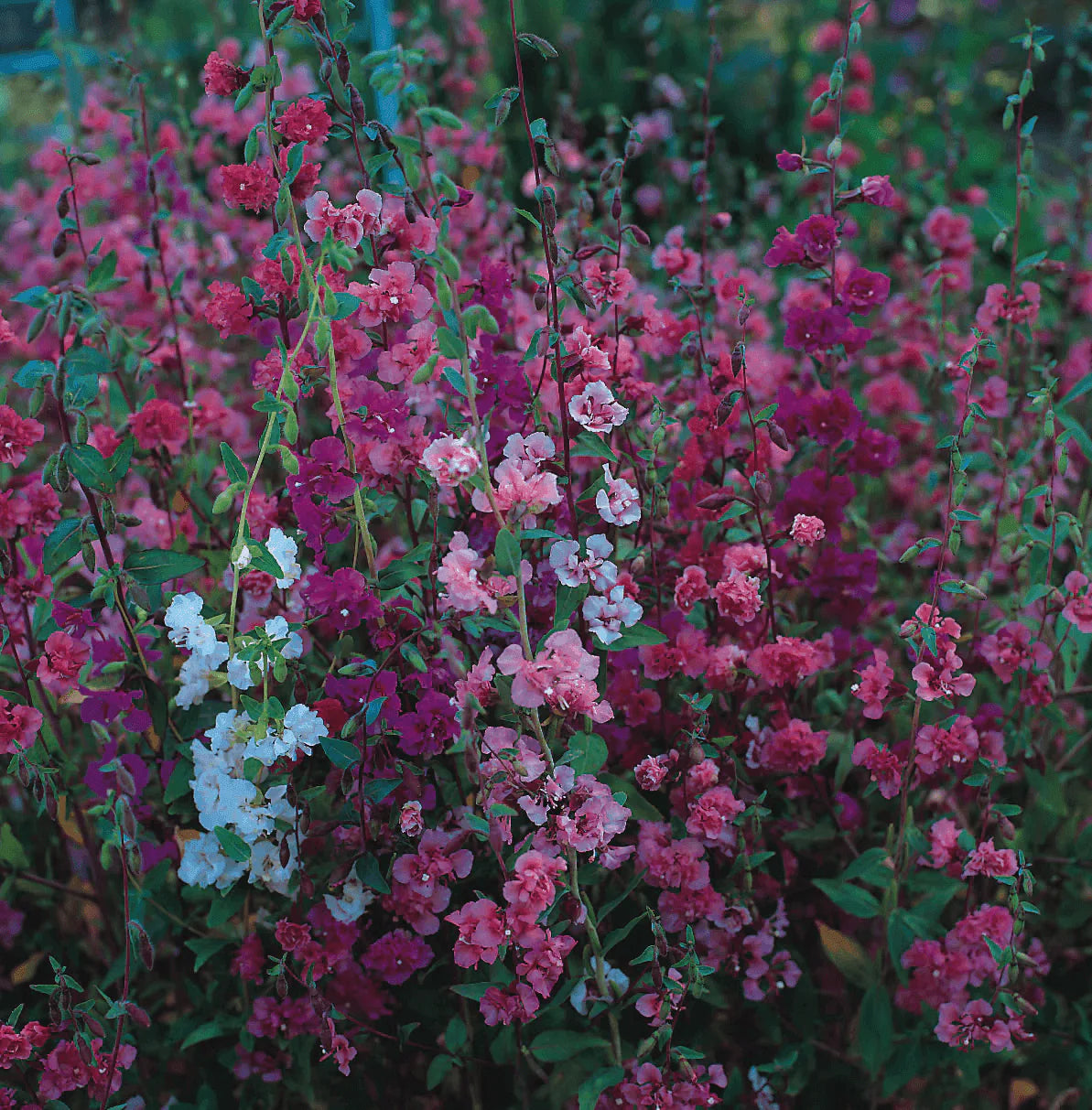 Pink Clarkia Flower seeds for Planting - Compact Growth, Heirloom & GMO Free Seeds for Home Garden